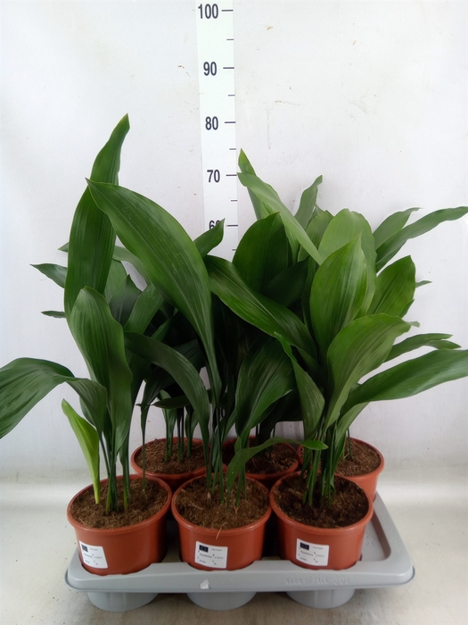 <h4>Aspidistra elat.</h4>