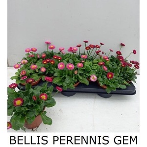 BELLIS PERENNIS GEM