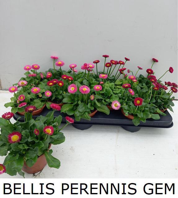 <h4>BELLIS PERENNIS GEM</h4>