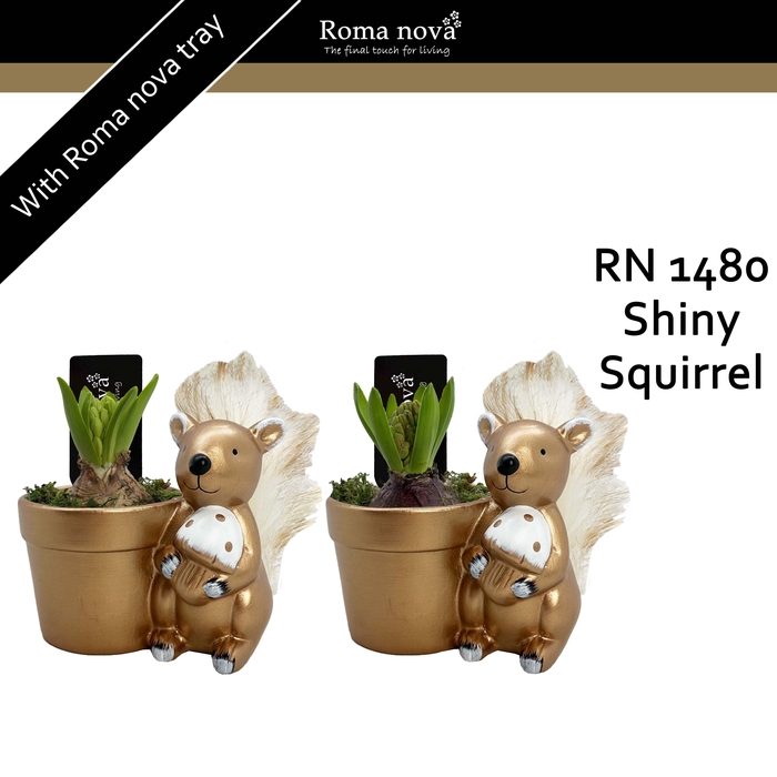 <h4>Hya Rom 1480 Shiny Squirrel</h4>