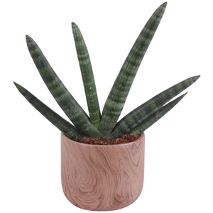 Sansevieria Cylindrica Handshake in Ø14cm Ceramic NT565