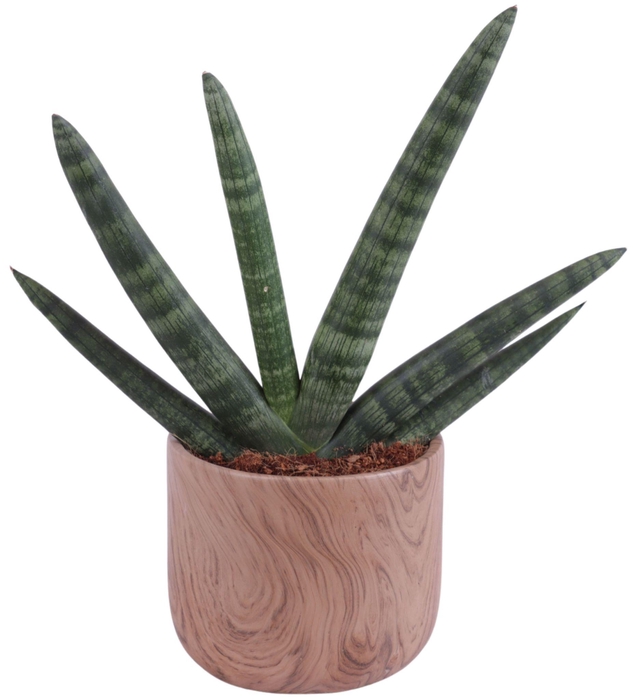 <h4>Sansevieria Cylindrica Handshake in Ø14cm Ceramic NT565</h4>