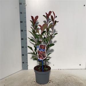 Photinia fraseri Louise ('McLarlou'PBR)