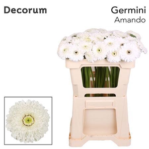 GE MB AMANDO EMMER X60