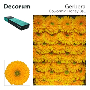 Gerbera Pomponi Honey Ball Doos