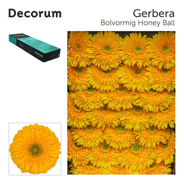 <h4>Gerbera Pomponi Honey Ball Doos</h4>