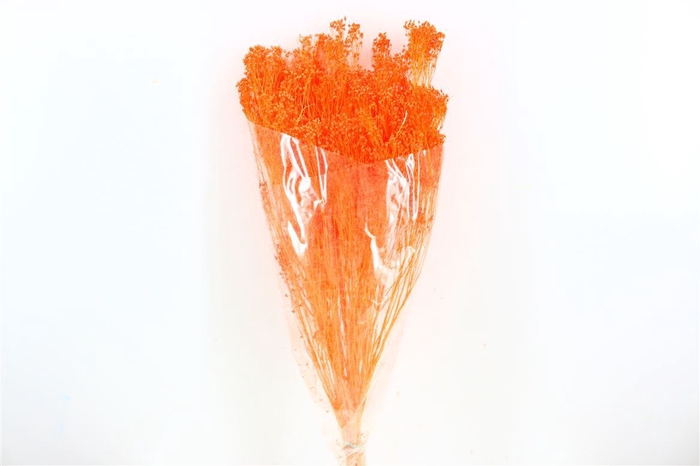 Dried Brooms Orange Bunch