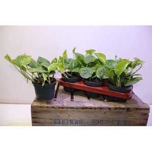 arr8 Epipr Global Green