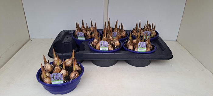 <h4>MUSCAR LINDSAY</h4>