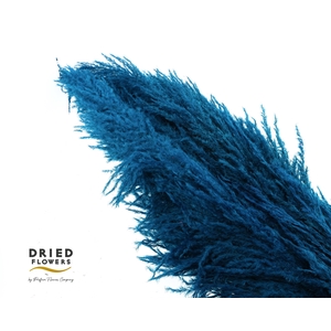 Dried cortaderia sacuara indigo blue