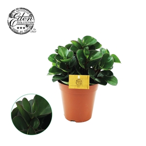 Peperomia Burning Bush P15