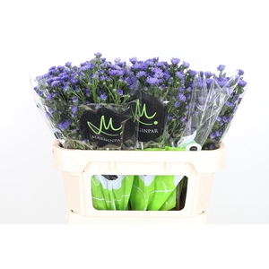 Aster Dark Milka