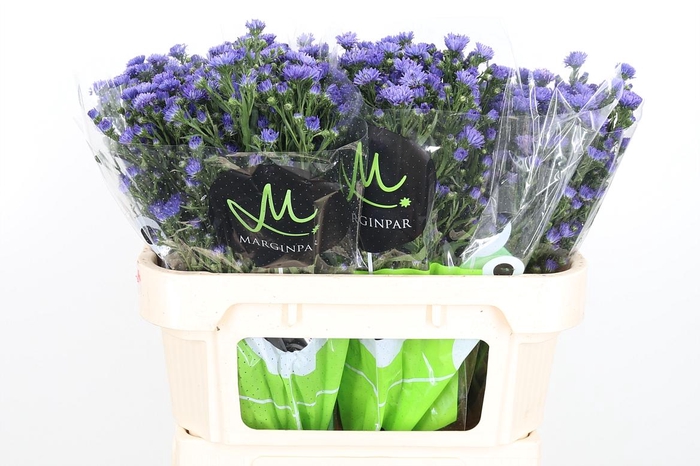 <h4>Aster Dark Milka</h4>