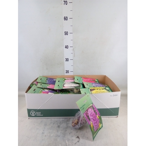 Hyacinthus   ...flowerbulbs