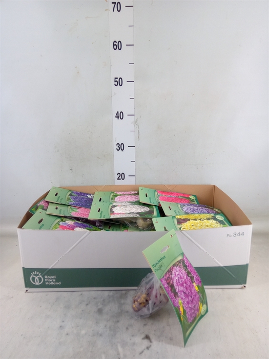 <h4>Hyacinthus   ...flowerbulbs</h4>