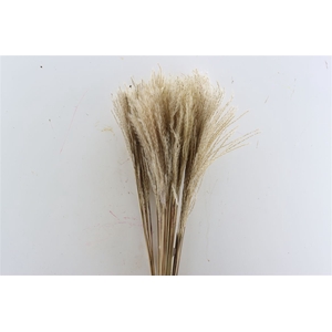 Dried Stipa Feather Naturel P Stem