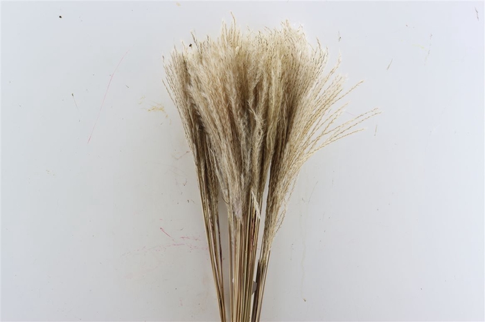 <h4>Dried Stipa Feather Naturel P Stem</h4>