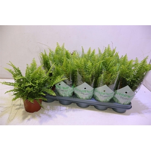 arr8 Nephr Ex Green Momen