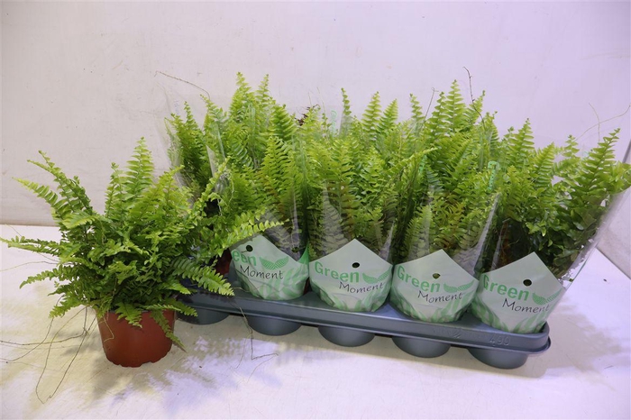 <h4>arr8 Nephr Ex Green Momen</h4>