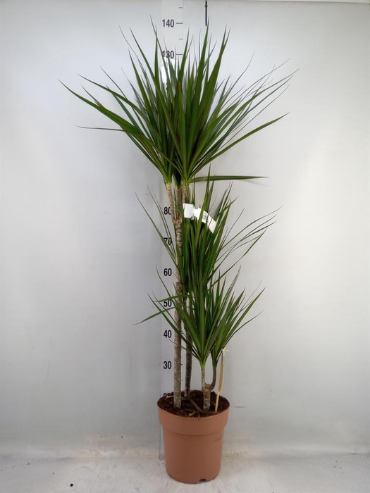 <h4>Dracaena marg.</h4>