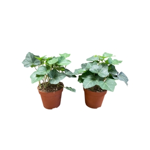 Hedera hibernica
