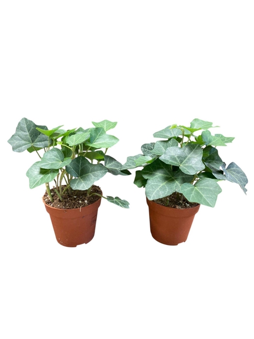 <h4>Hedera hibernica</h4>