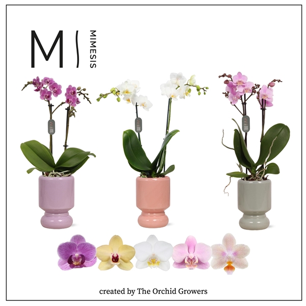 <h4>Mimesis Phal. Mix - 2 spike 9cm in Nina ceramic</h4>