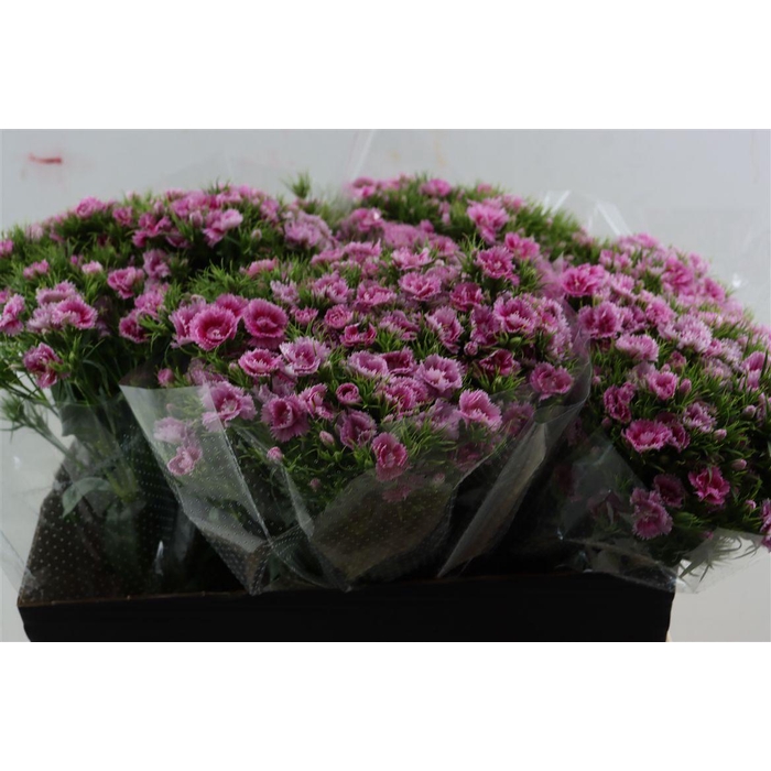 <h4>Di Barb Doblino Fantasia</h4>