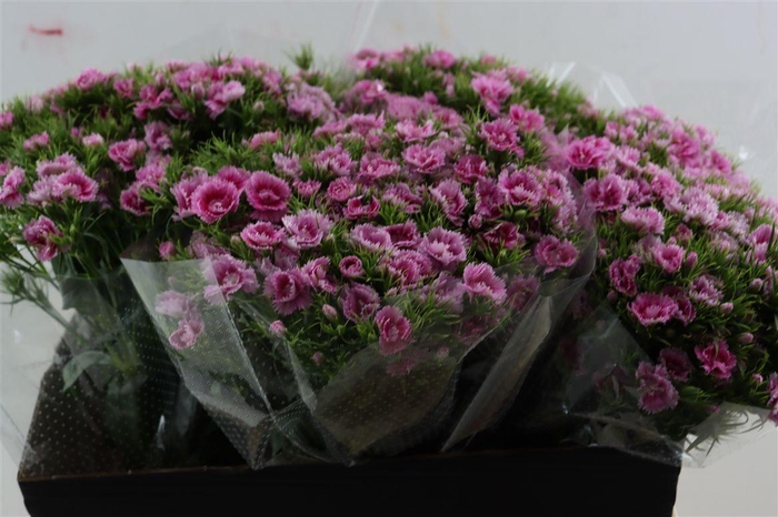 <h4>Di Barb Doblino Fantasia</h4>