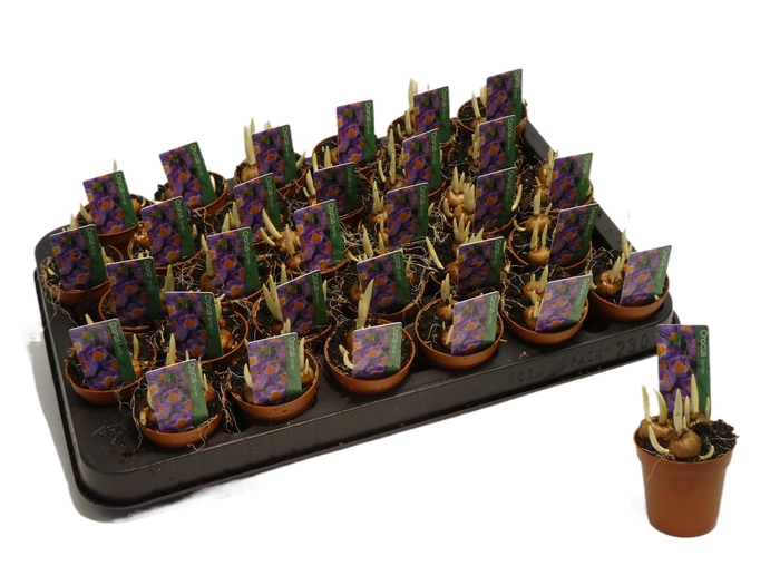 <h4>Crocus tricolor</h4>