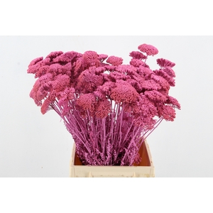 DF Achillea Paint Bs L.Pink