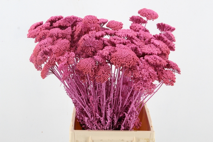 <h4>DF Achillea Paint Bs L.Pink</h4>