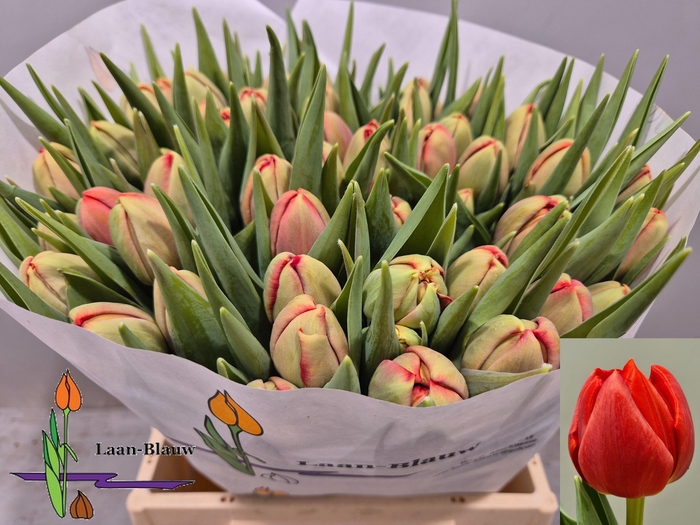 <h4>TU DU OLD FAITHFUL</h4>