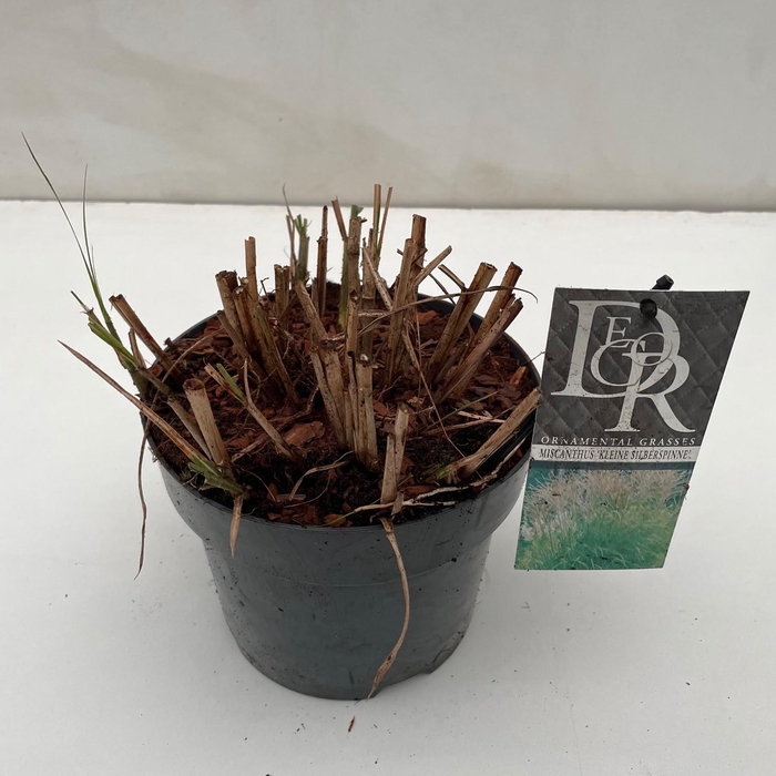 <h4>Graminées Miscanthus 'Kleine Silberspinne'</h4>