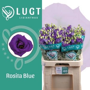 EUS G ROSI BLUE