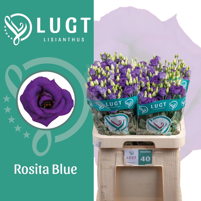 <h4>EUS G ROSI BLUE</h4>