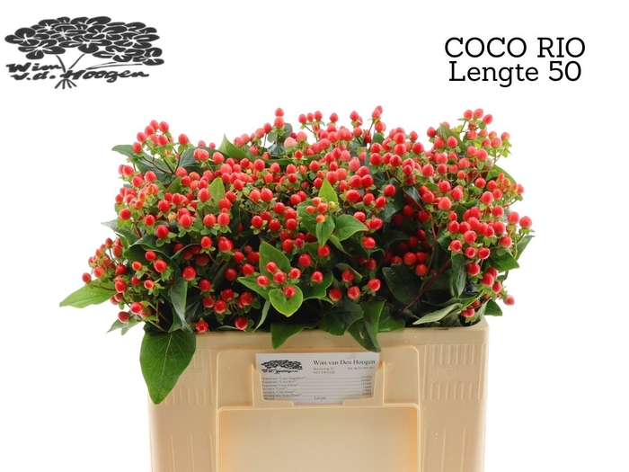 <h4>HYP COCO RIO</h4>