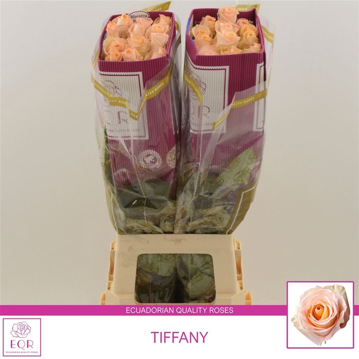 <h4>Rosa Gr Tiffany!</h4>