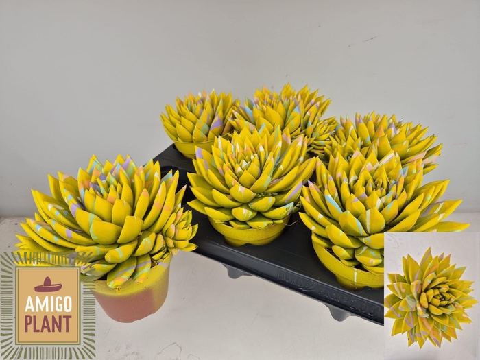 <h4>ECHEV MIRANDA</h4>