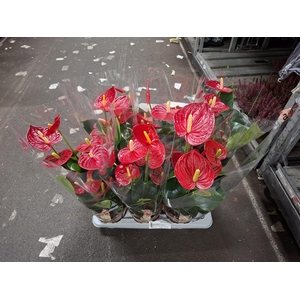 Anthurium Andr. Tremendo