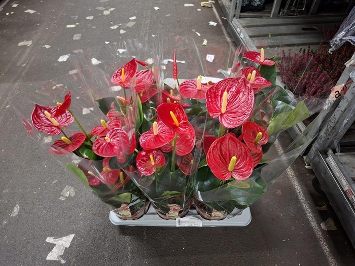 Anthurium Andr. Tremendo