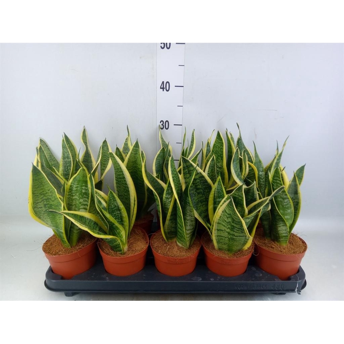 <h4>Sansevieria trifa. 'Futura Superba'</h4>