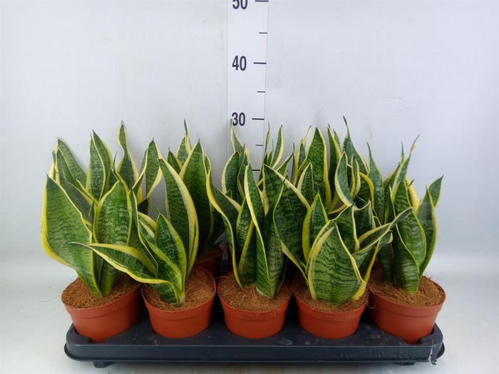 Sansevieria trifa. 'Futura Superba'