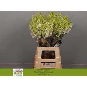 SYR V MME FL STEPMAN