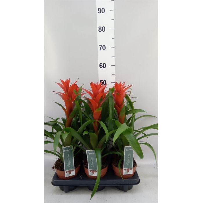 <h4>Guzmania 'Ostara'</h4>