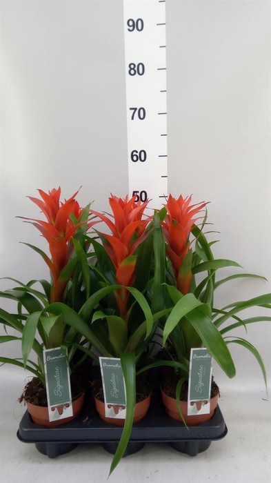 Guzmania  'Ostara'