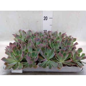 Echeveria   ...mix