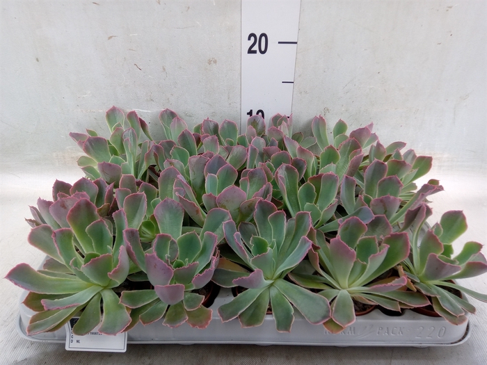<h4>Echeveria   ...mix</h4>