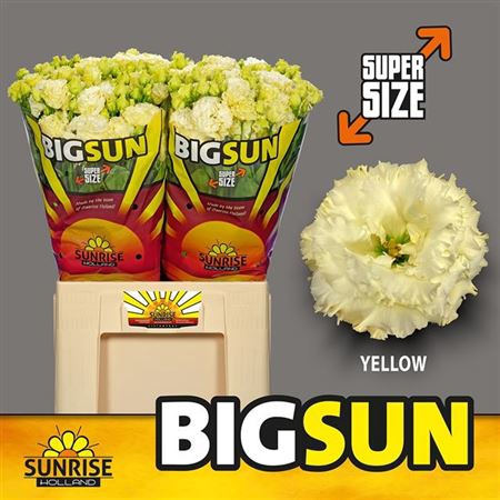 <h4>Eus G Alissa Yellow Big Sun Xl</h4>