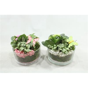 4893 GLAS DENTA CILINDER LAAG